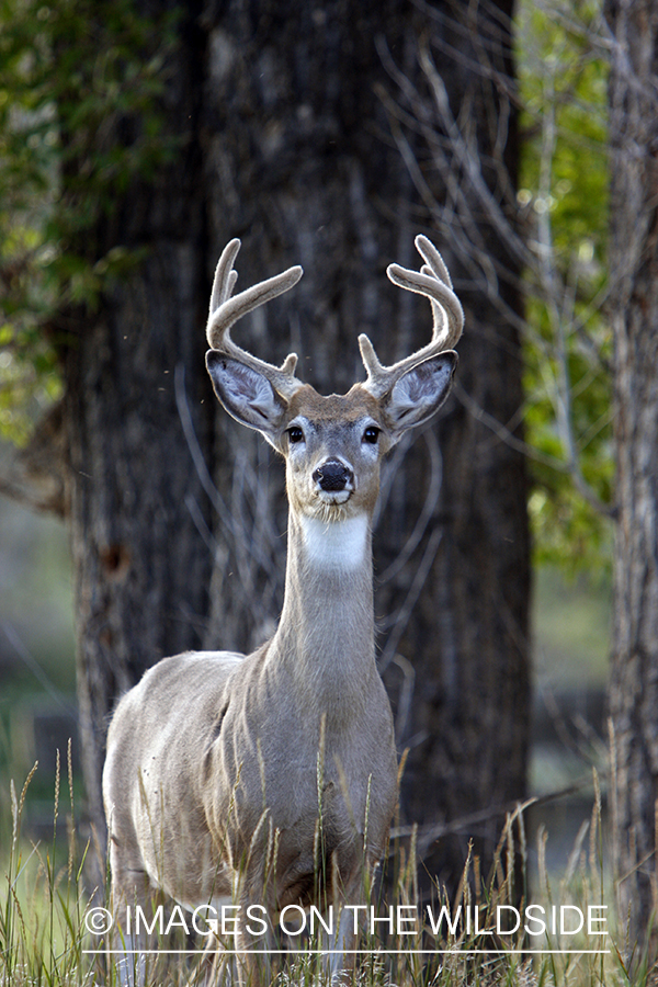 Whitetail Buck in velvet