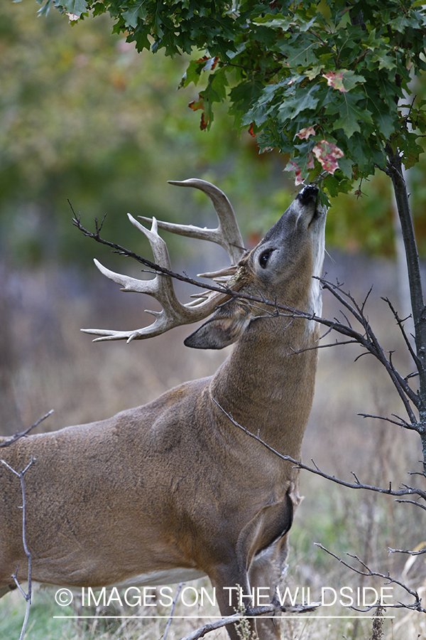 Whitetail buck in habitat