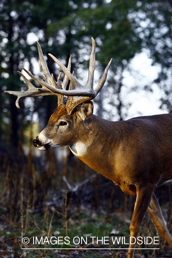 Whitetail buck in habitat