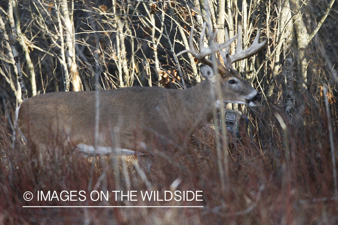 Whitetail buck in field with trail camera.