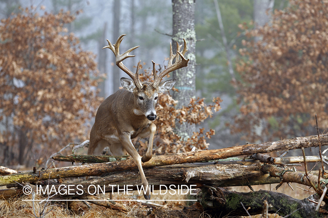 Whitetail buck jumping.