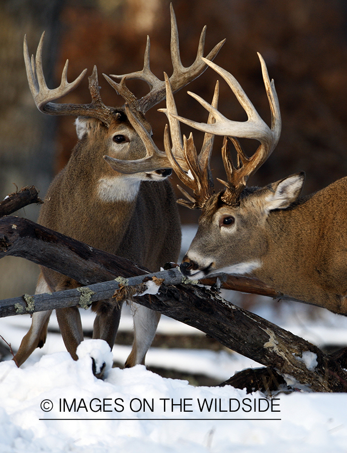 White-tailed bucks in habitat.