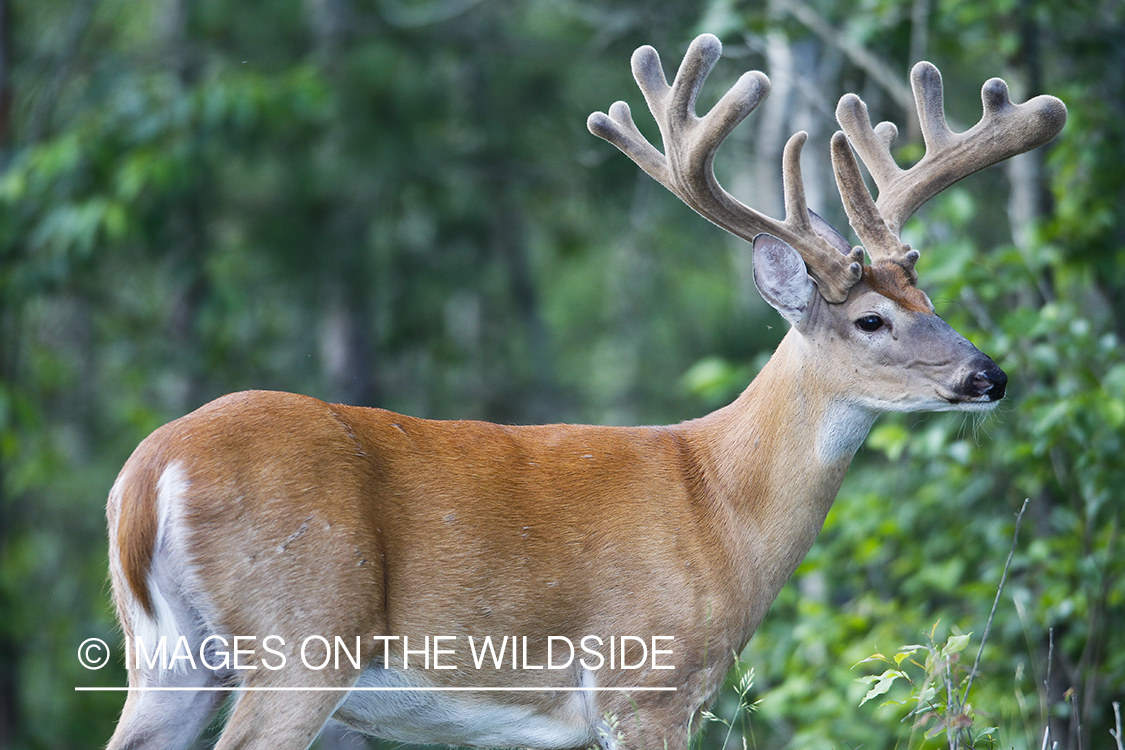 Summer Deer in Velvet