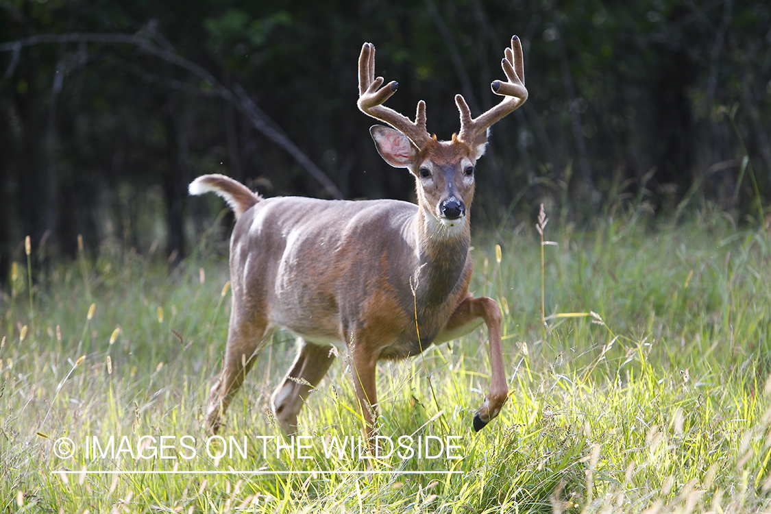 White-tailed deer in velvet