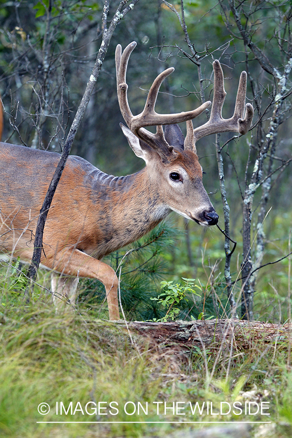 White-tailed buck in velvet 