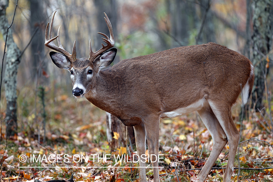 White-tailed buck in habitat. *