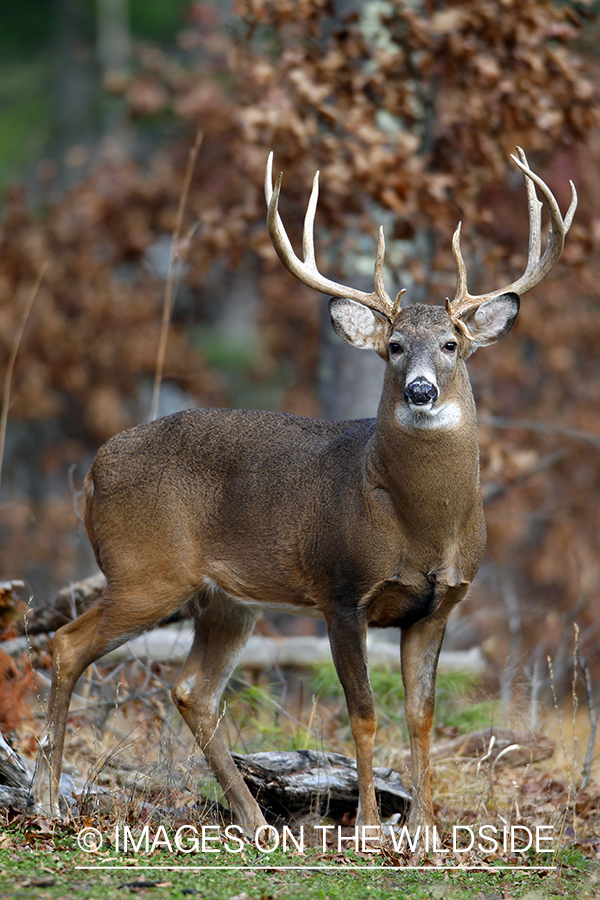 White-tailed buck in habitat. *