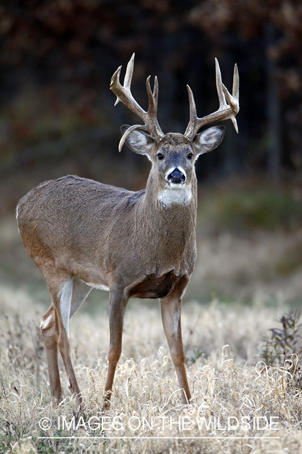 White-tailed buck in habitat. *