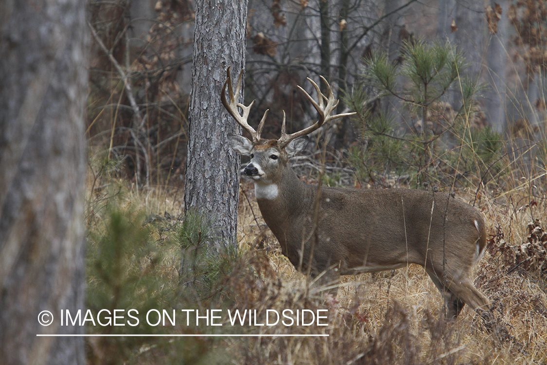 White-tailed buck in habitat. 