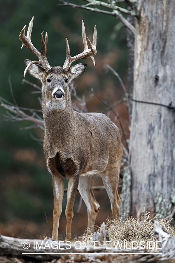 White-tailed buck in habitat. *