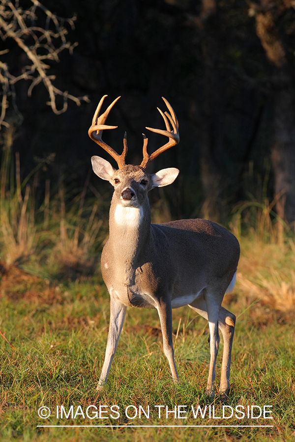 White-tailed buck in habitat. 