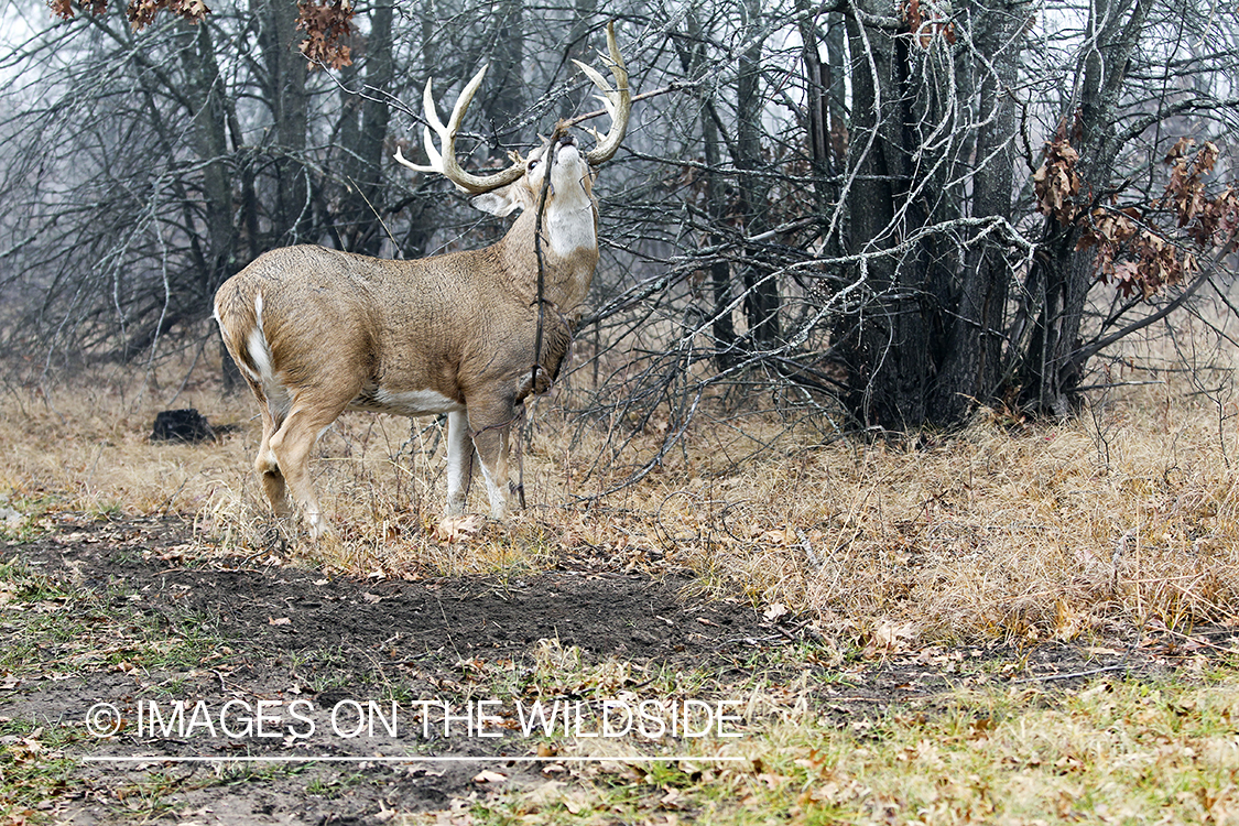 White-tailed buck in habitat. 