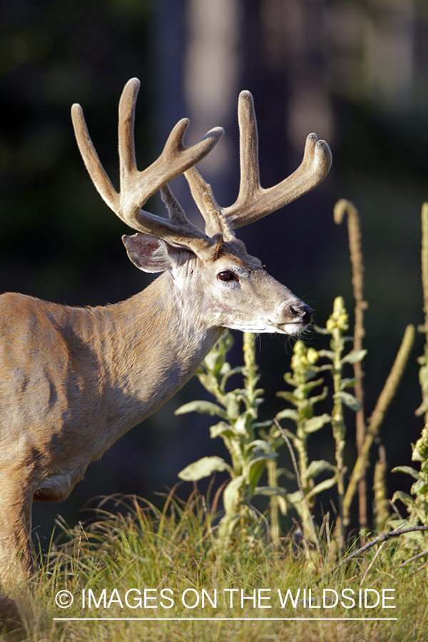 White-tailed buck in velvet.  