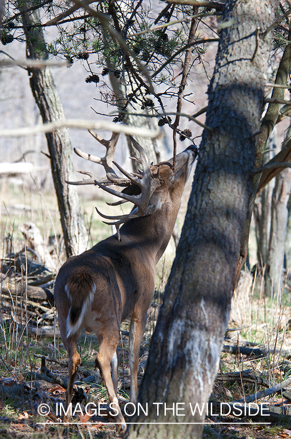 White-tailed buck investigating branch. 