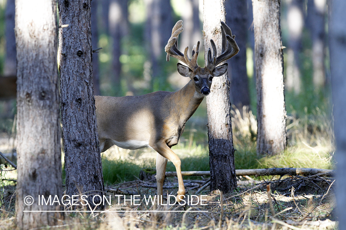 White-tailed buck in velvet.  