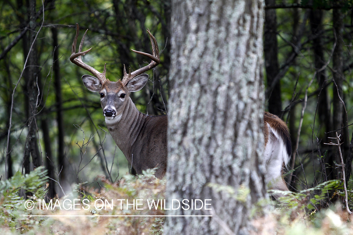 White-tailed buck in habitat.  