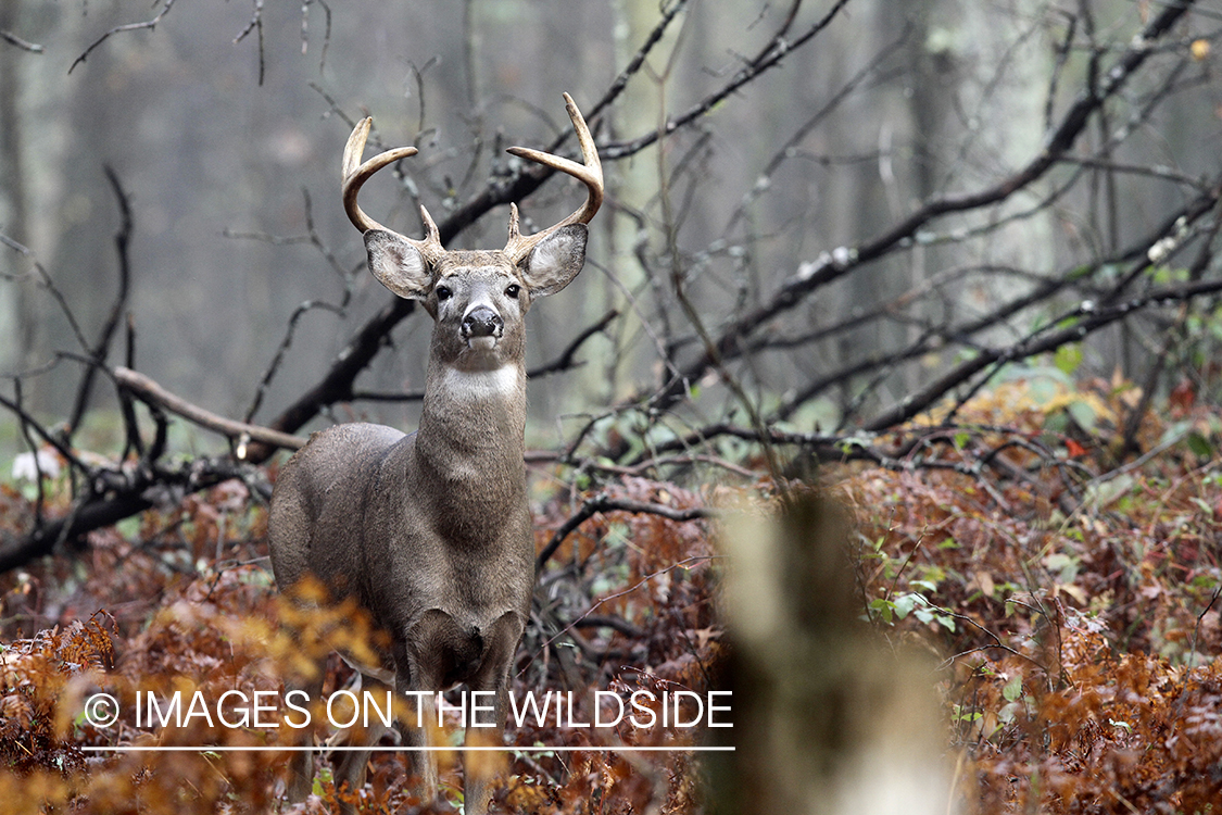 White-tailed buck in habitat. 