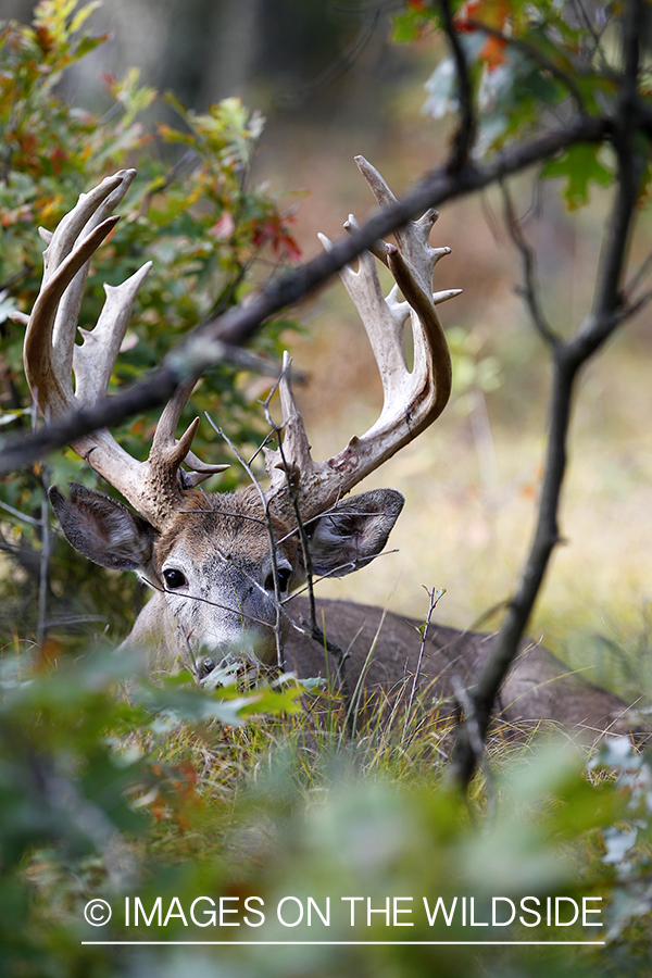 White-tailed buck in habitat. 