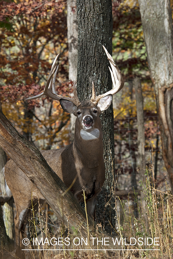 White-tailed buck in habitat. 