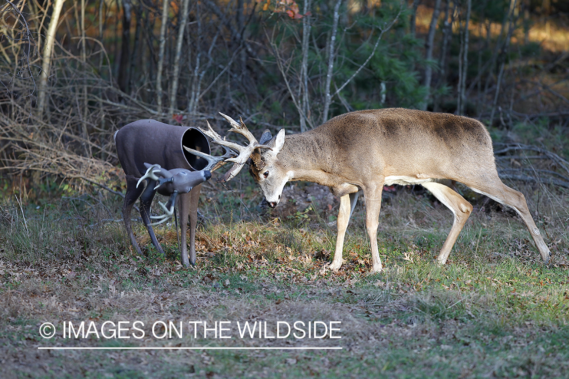 White-tailed buck fighting decoy. 