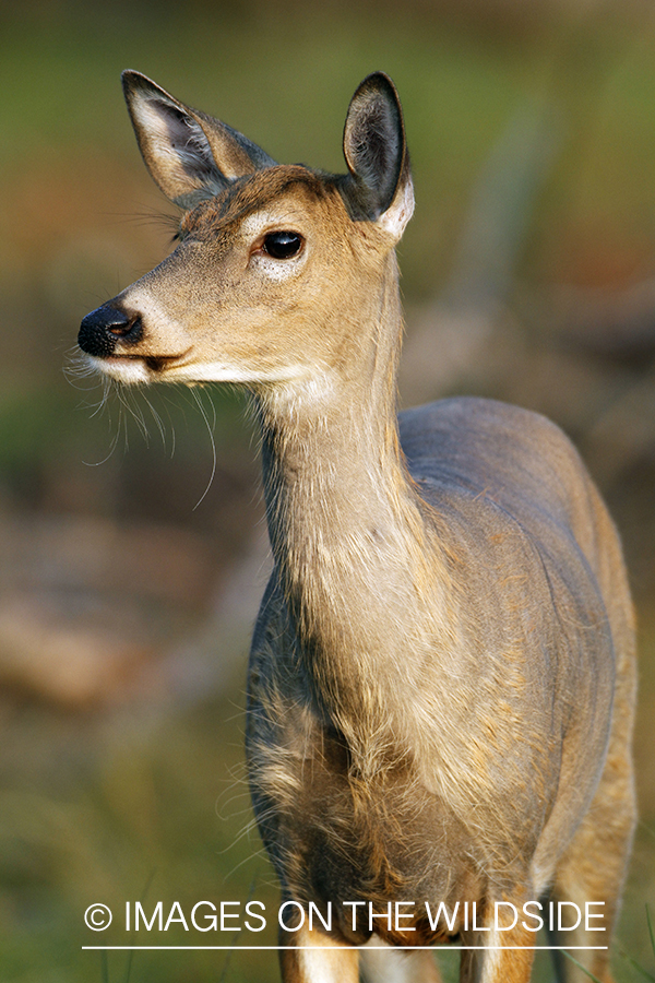 White-tailed doe in habitat.