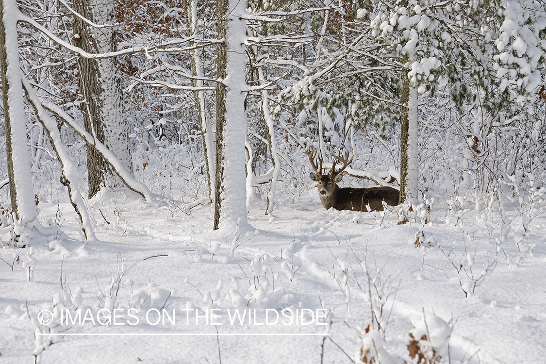 White-tailed buck in winter habitat.