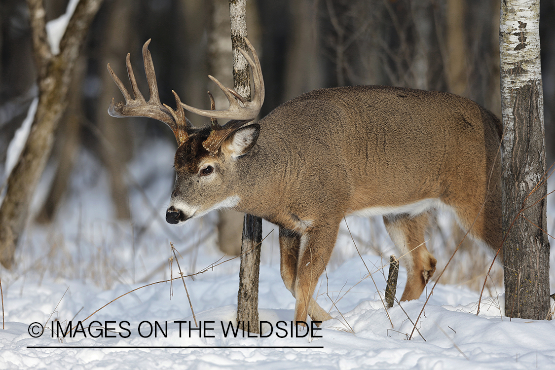 White-tailed buck displaying aggressive behavior. 