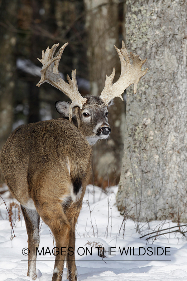 White-tailed buck in habitat.