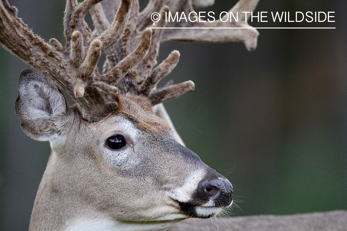 White-tailed buck in velvet.