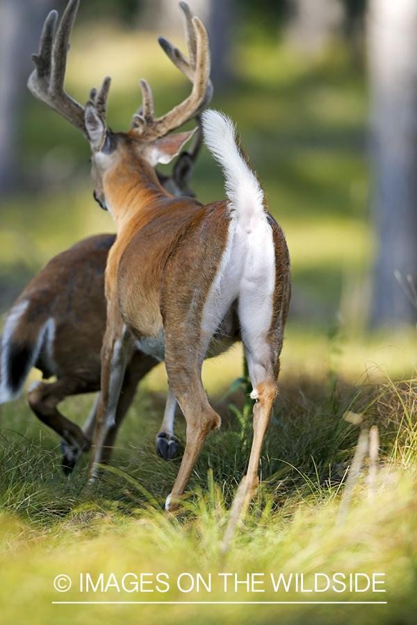 White-tailed deer fleeing in habitat.