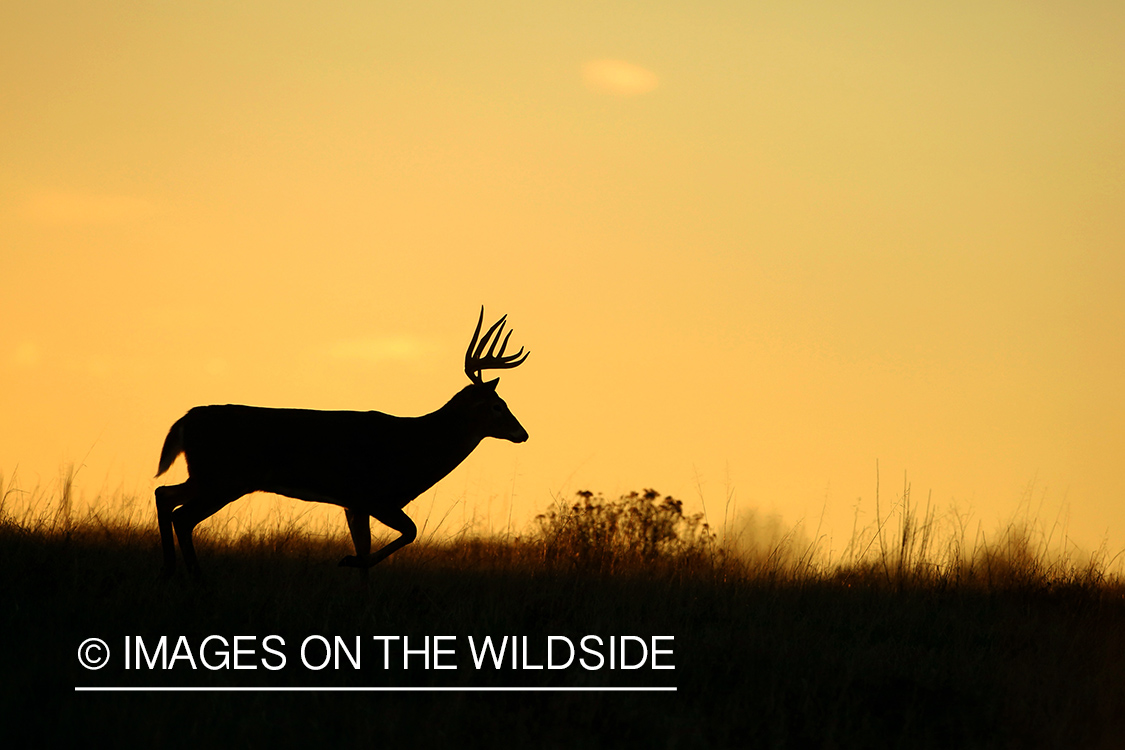 White-tailed buck at sunrise (silhouette).