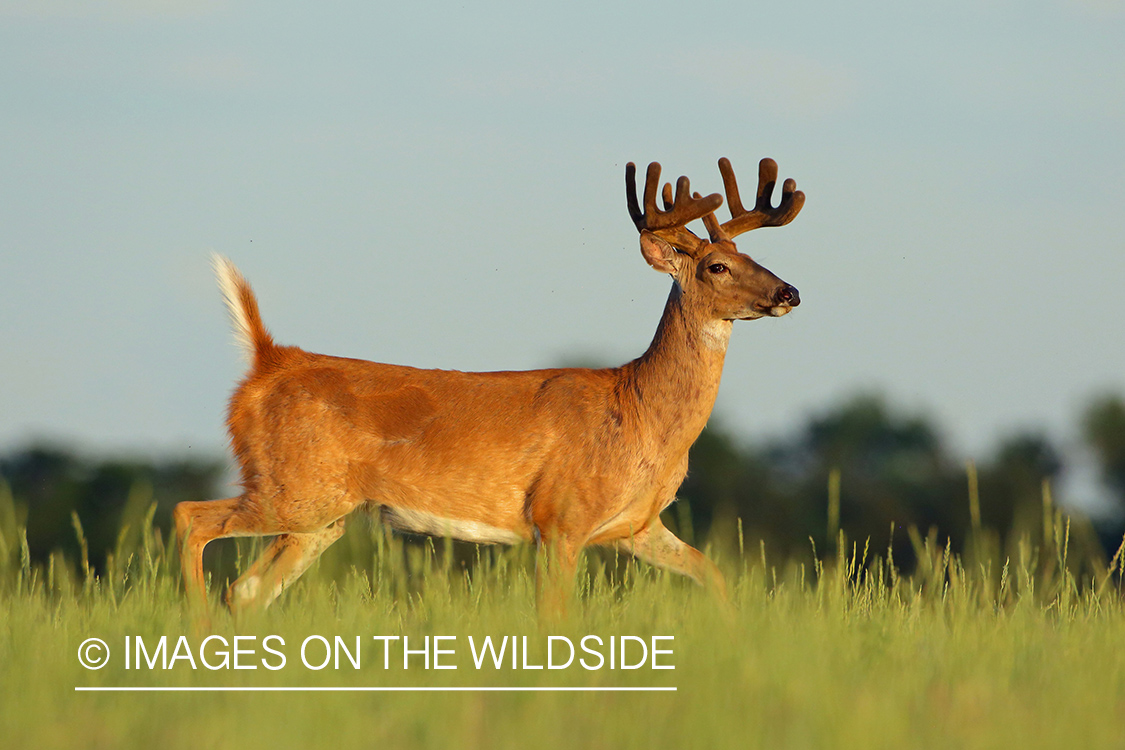 White-tailed buck in velvet.