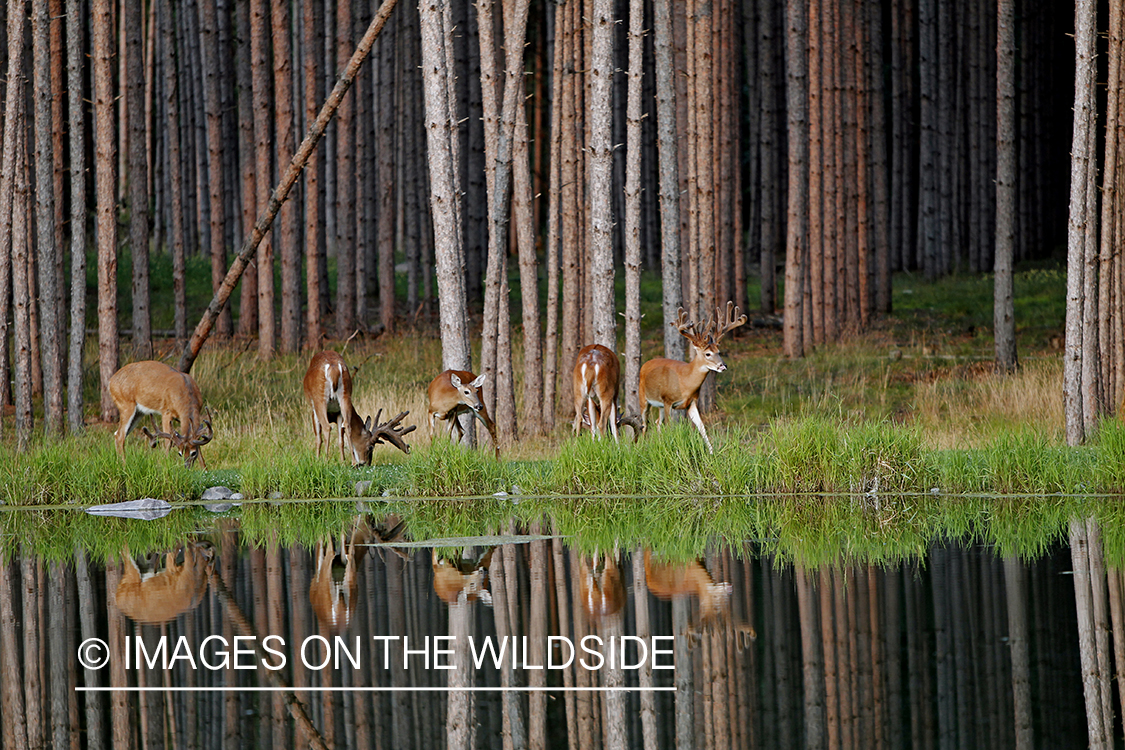 White-tailed deer in velvet with reflection.