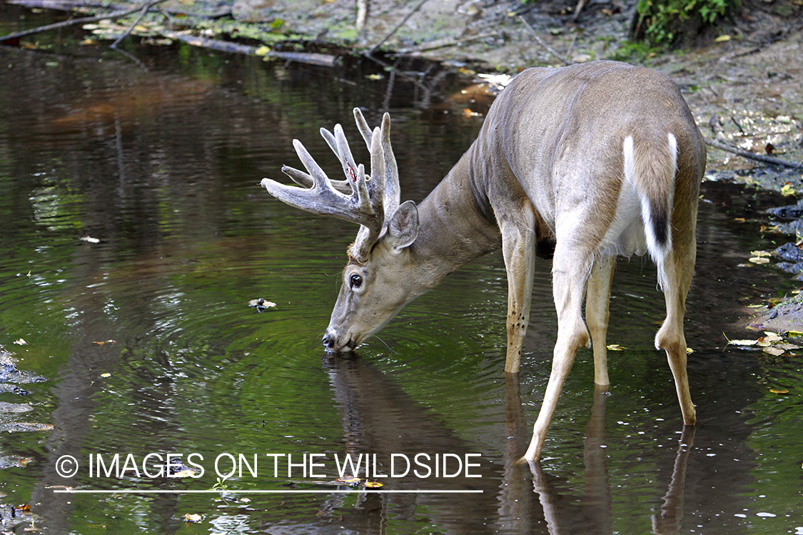 White-tailed buck with reflection.