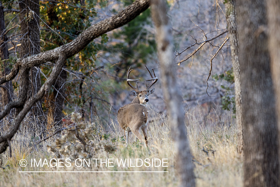 White-tailed buck in habitat.