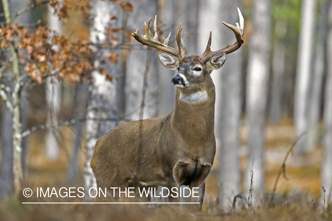 White-tailed buck in rut.