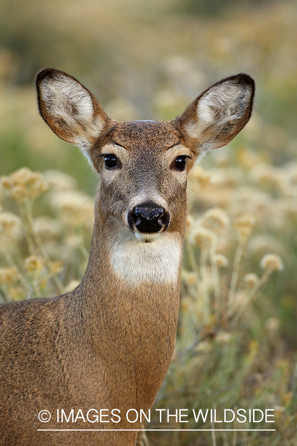 White-tailed deer doe in habitat.