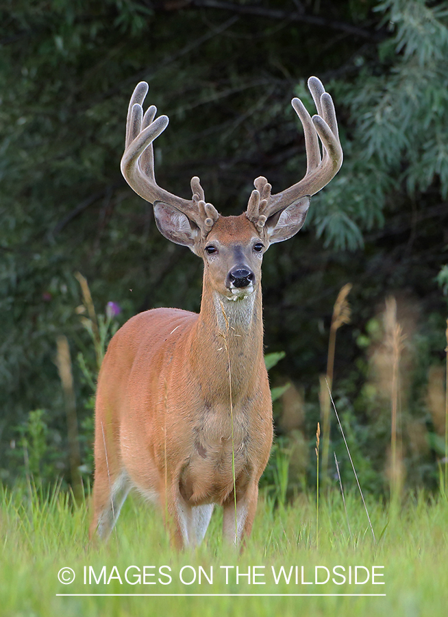 White-tailed Buck in Velvet.