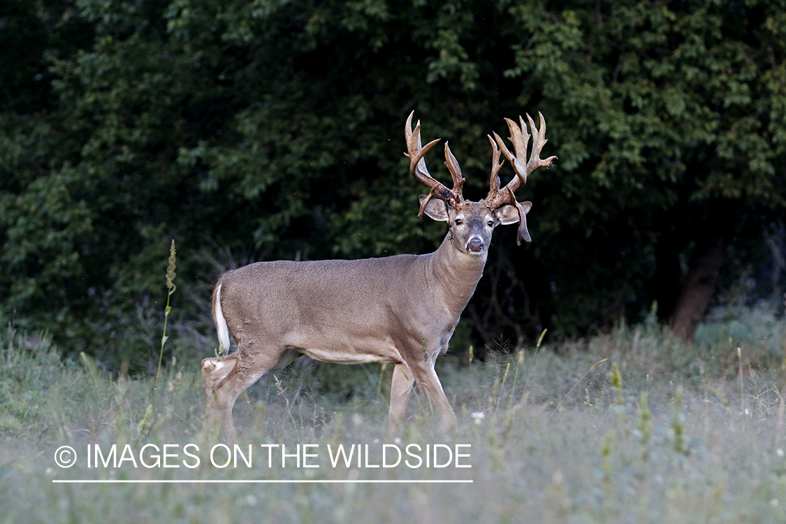 White-tailed buck with many points.