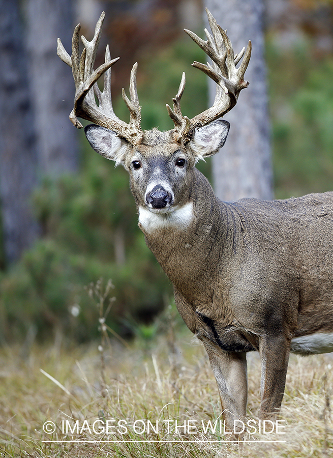 White-tailed buck in woods.