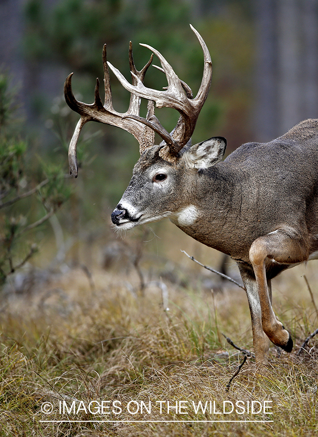 White-tailed buck in woods.