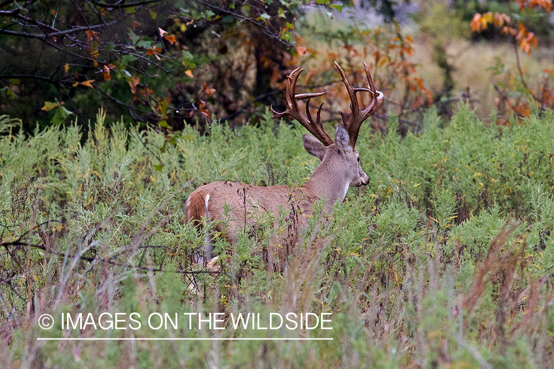 White-tailed buck in habitat.