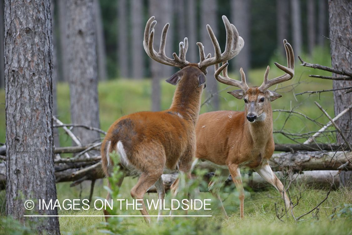 White-tailed buck in velvet.