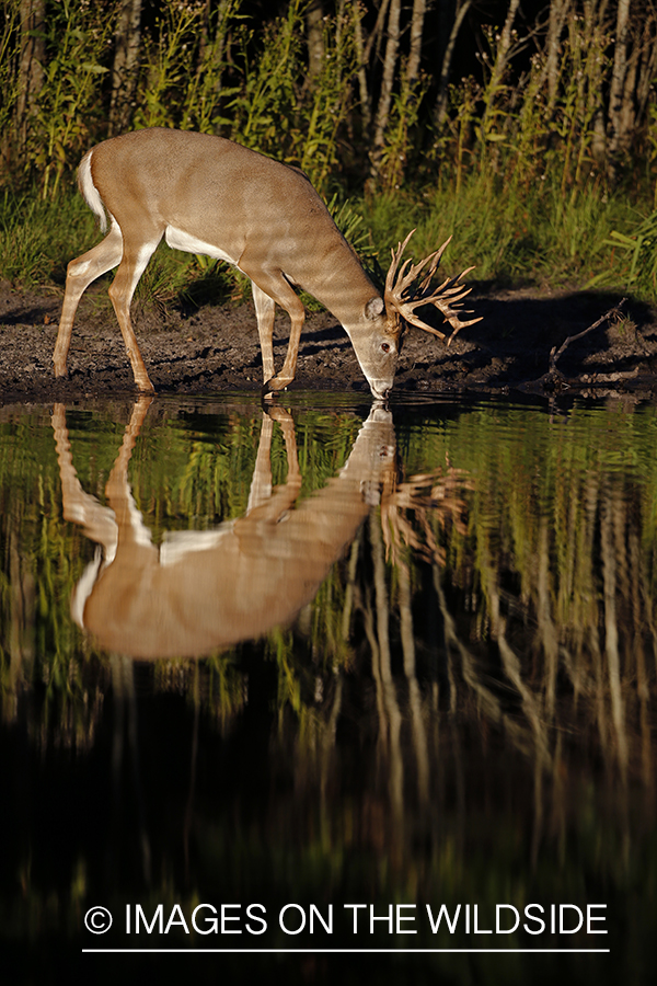 White-tailed buck drinking at waters edge.