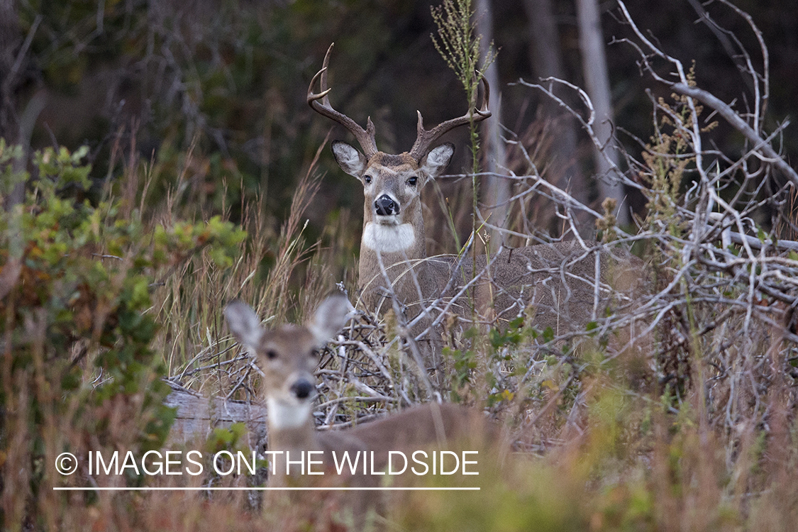 White-tailed buck in rut with doe.