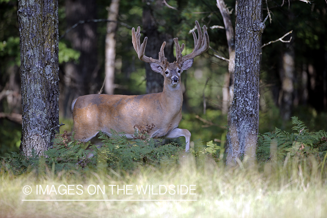 White-tailed buck in field.