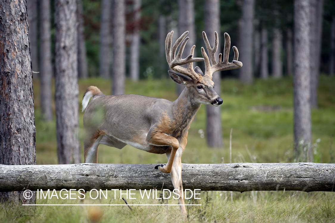 White-tailed buck in Velvet leaping over fallen tree.