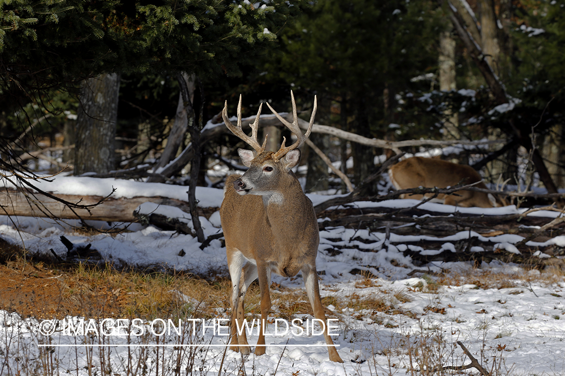 White-tailed buck in the rut.