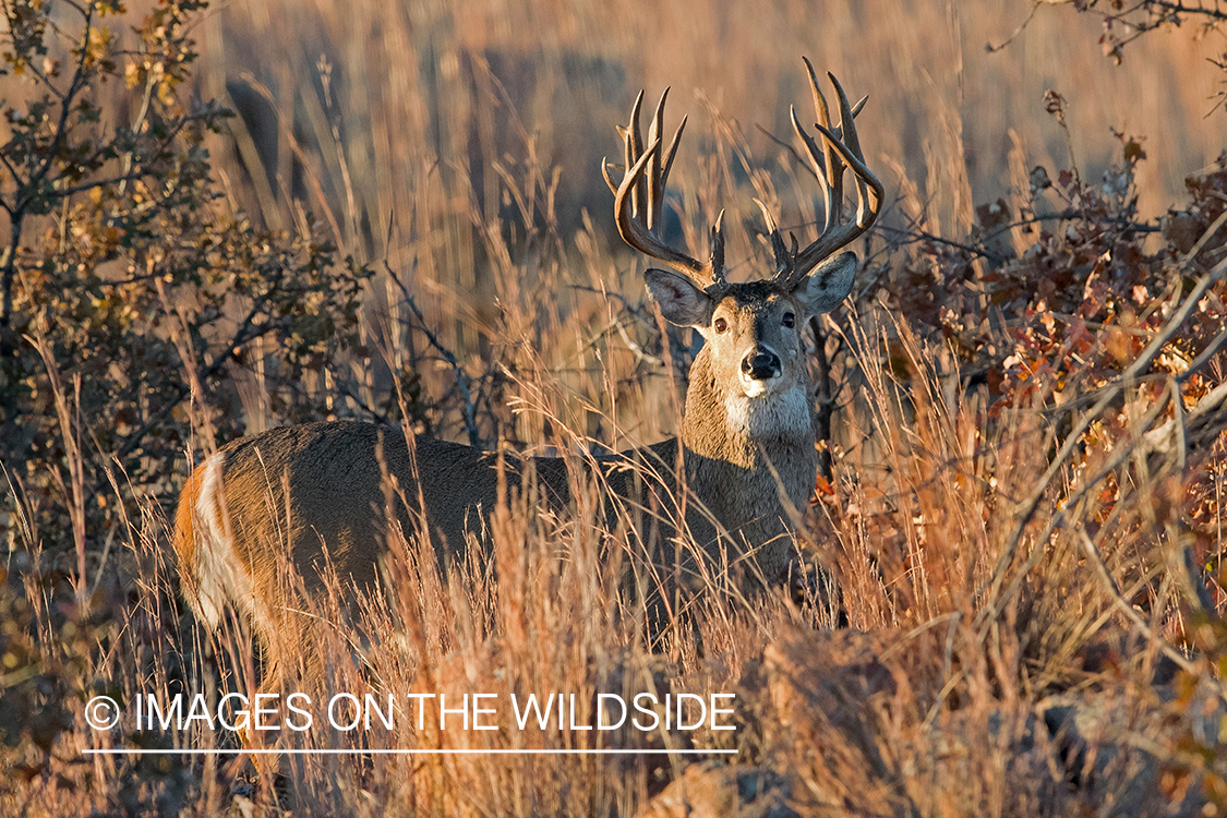 White-tailed buck in field.