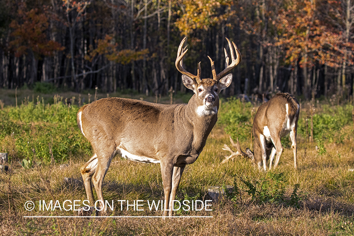 White-tailed buck in field.